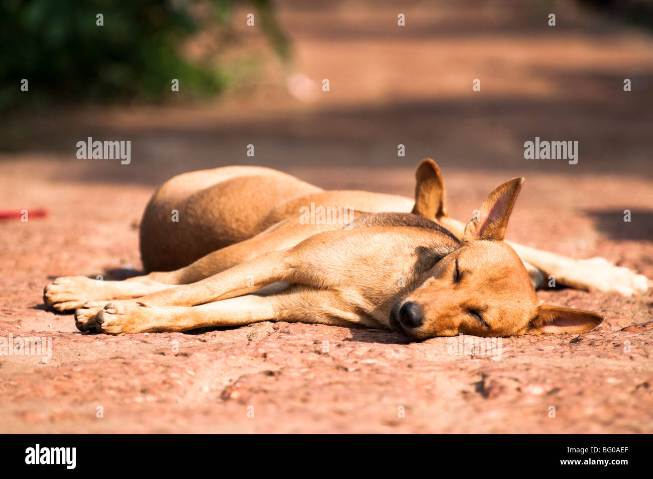 Dogs addormentato sul percorso Foto Stock