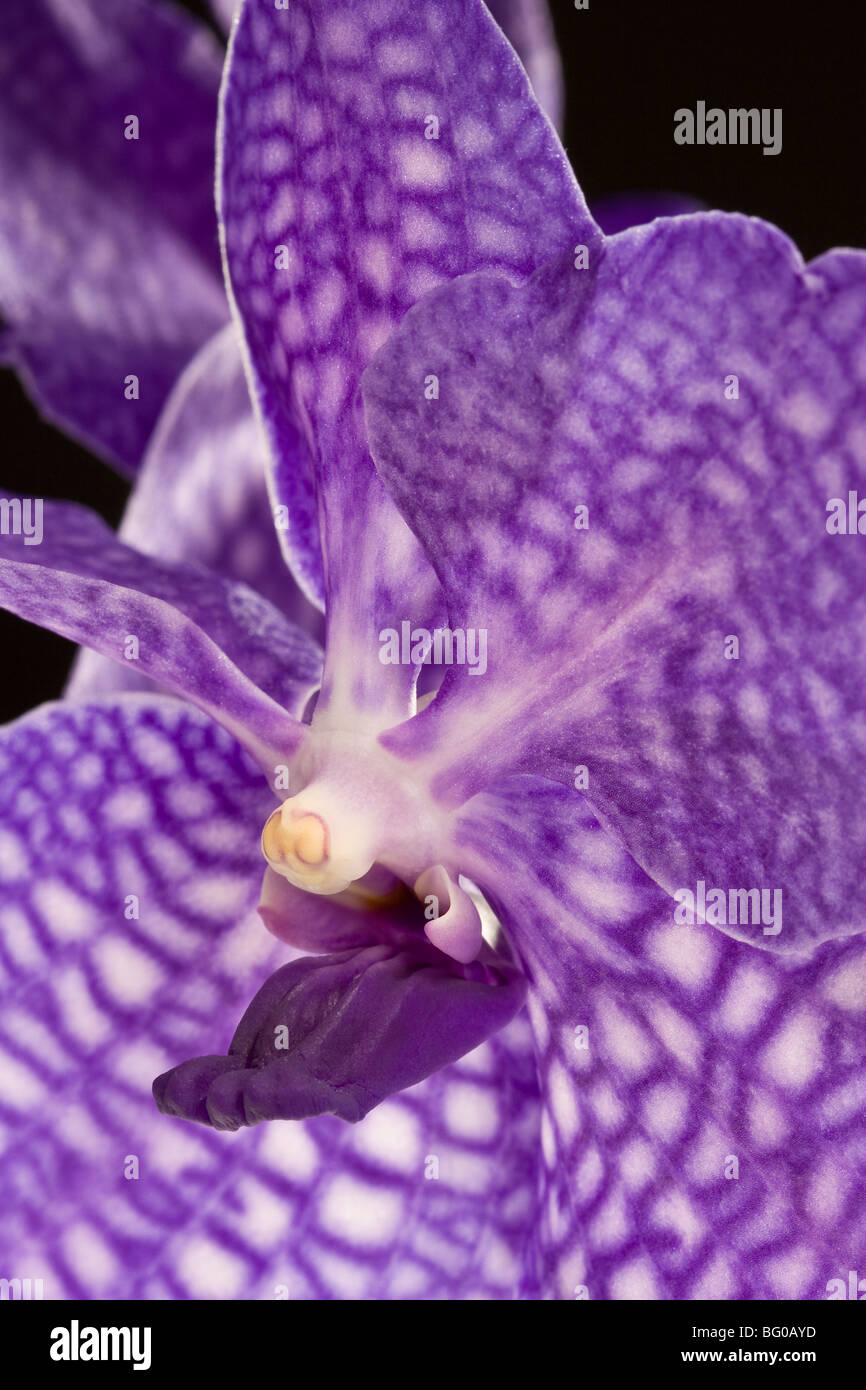 Close up Vanda Pakchong Blue Orchid contro uno sfondo nero ibrido di Vanda coerulea Foto Stock