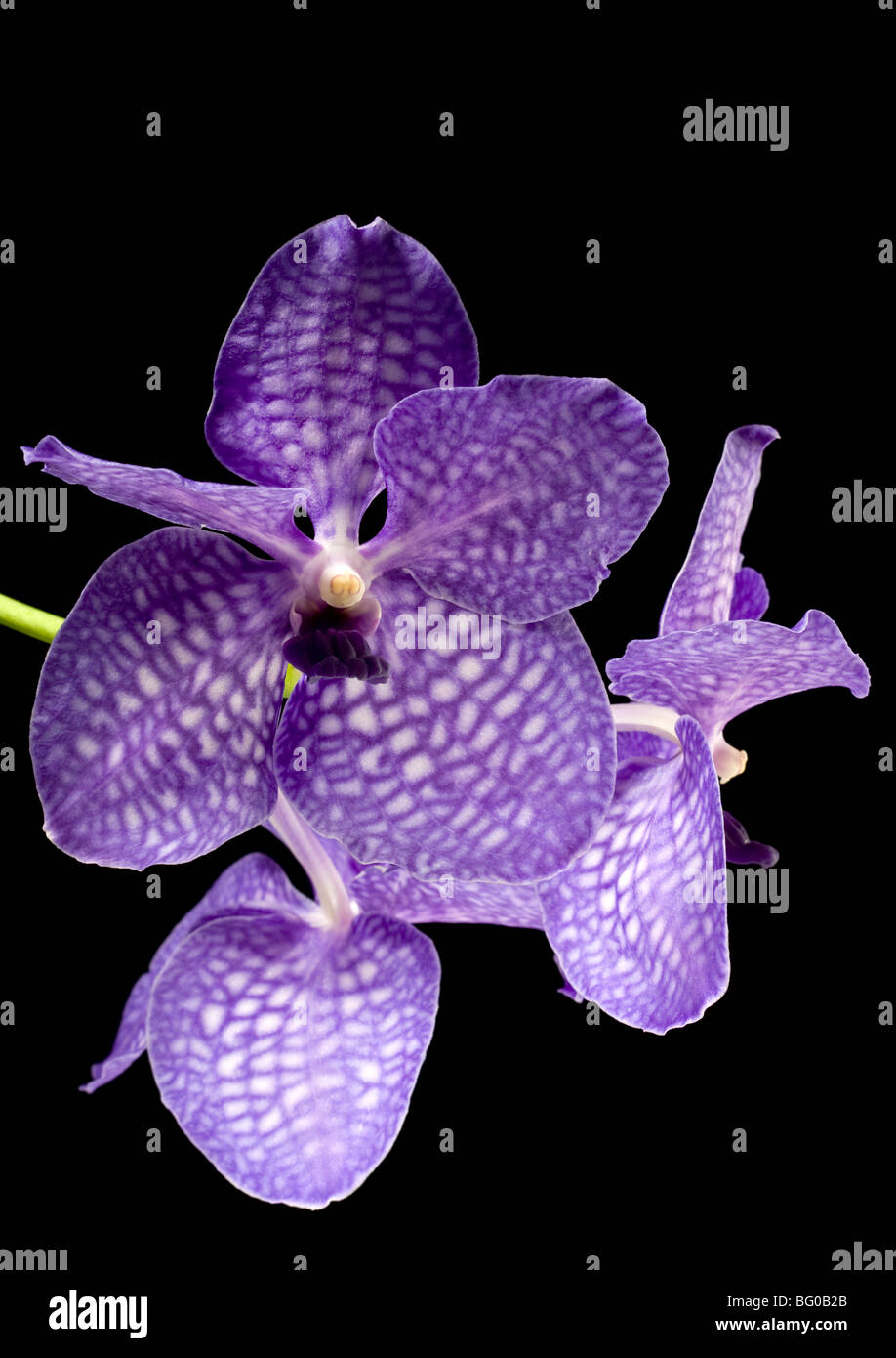 Vanda Pakchong Blue Orchid contro uno sfondo nero ibrido di Vanda coerulea Foto Stock