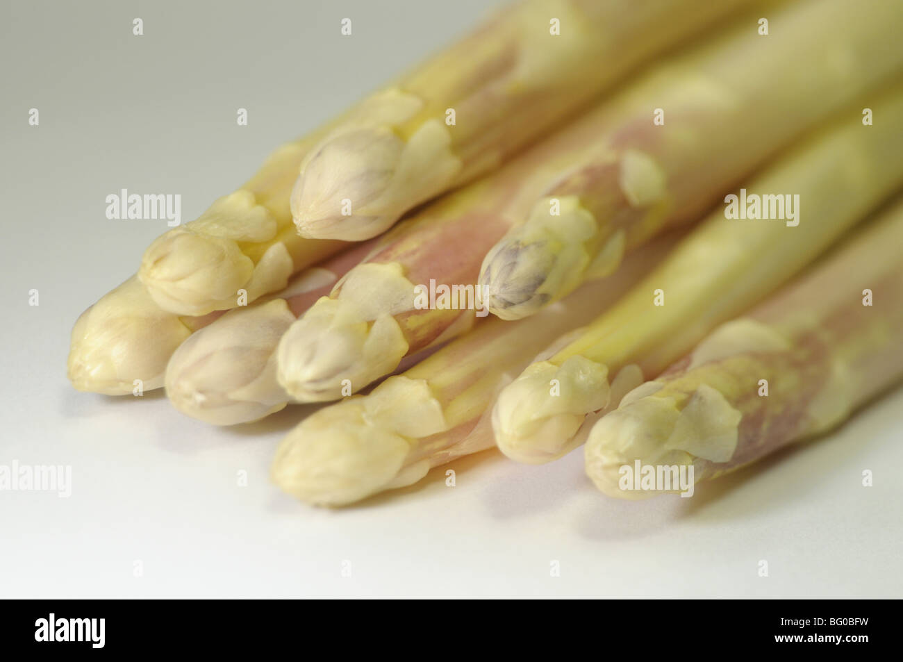 Asparagi bianchi (Asparagus officinalis), giovani germogli, studio immagine. Foto Stock