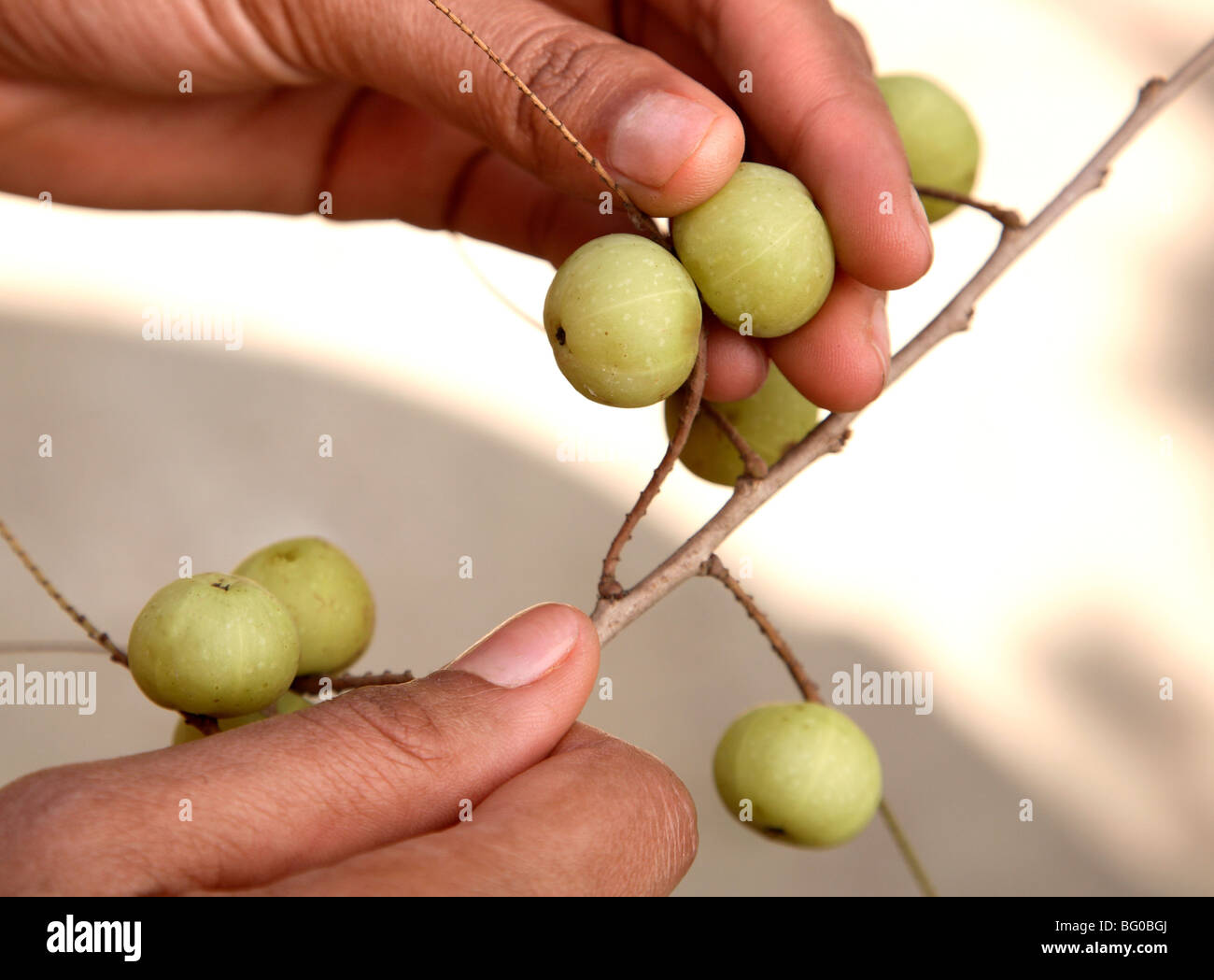 Indian gooseberry (LRD) (Embilca officionalis) un frutto di Ayurveda, utilizzato nel trattamento di condizioni di fegato e diabete, India Foto Stock