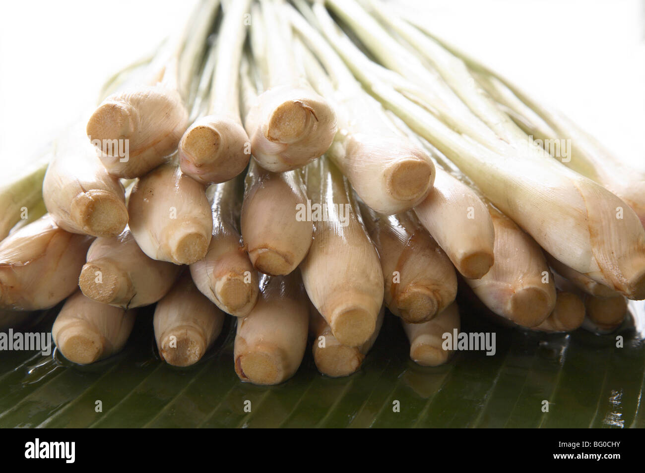 La citronella, usato in cucina e per disintossicare il fegato, rene, vescica e apparato digerente e di riduzione del colesterolo Foto Stock