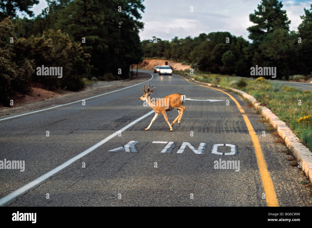 Mule Deer crossing autostrada come approccio auto Foto Stock