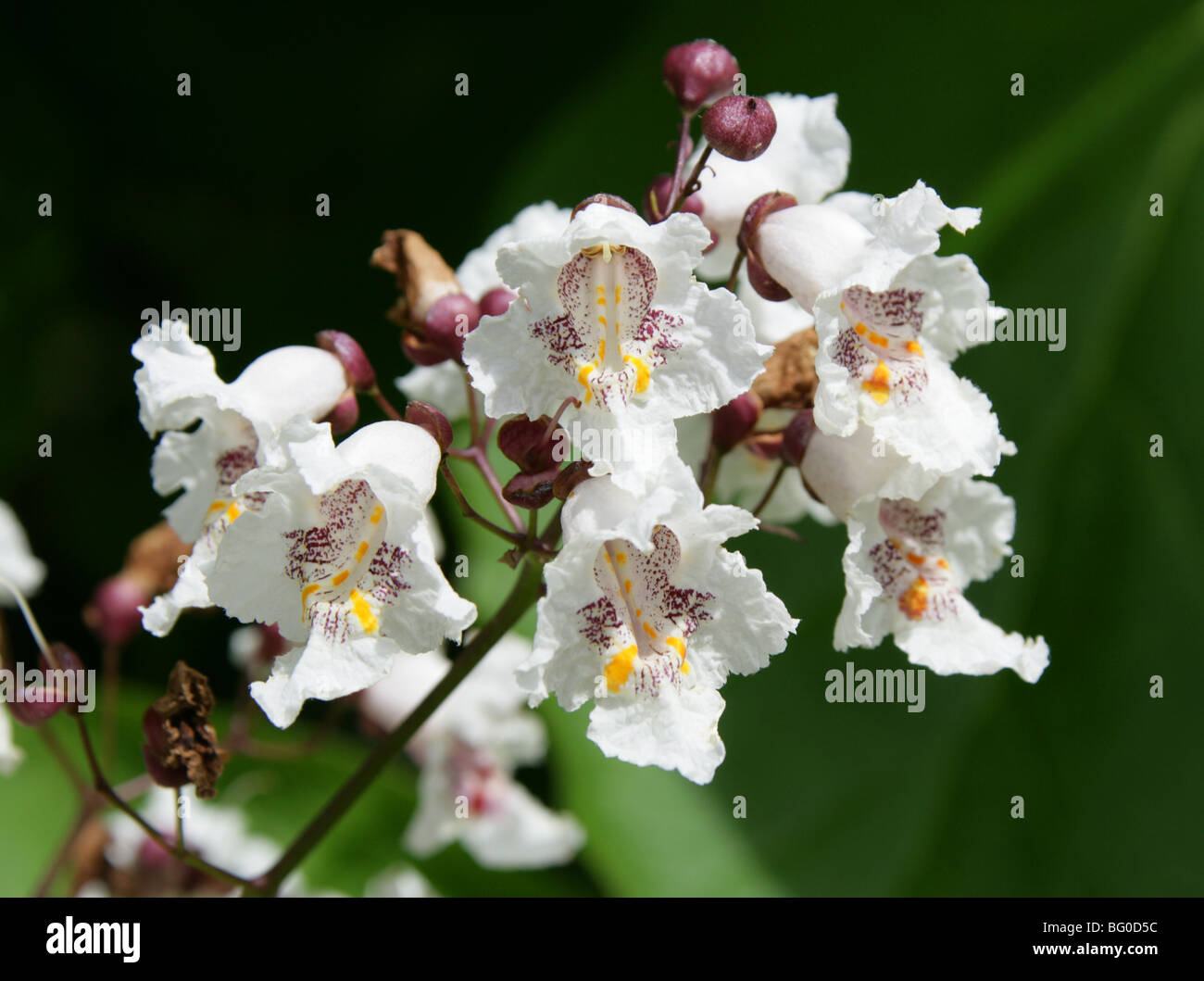 Indian Bean tree, Catalpa bignonioides, Bignoniaceae, Sud Est USA, America del Nord Foto Stock