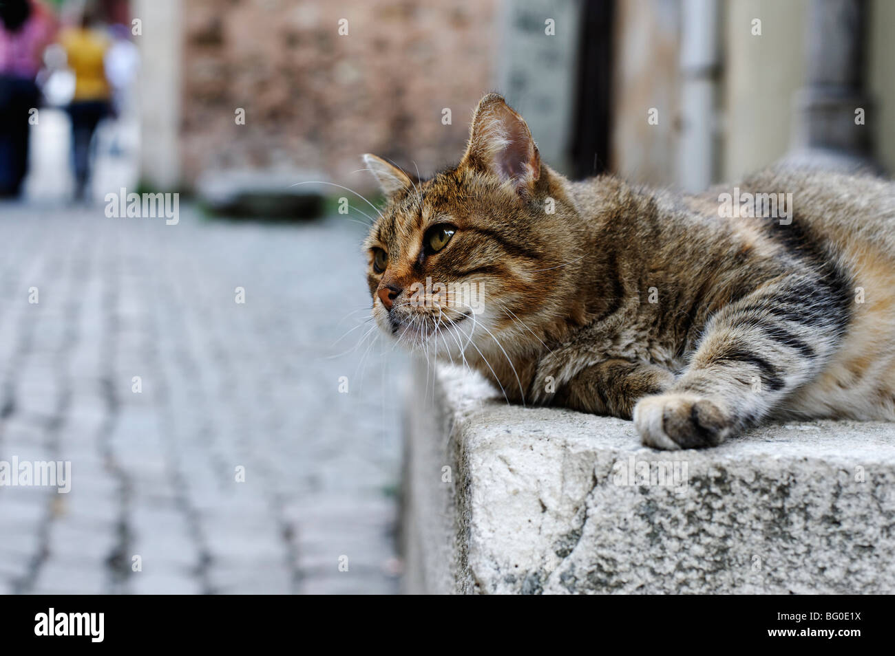 Pigro gatto di vicolo Foto Stock