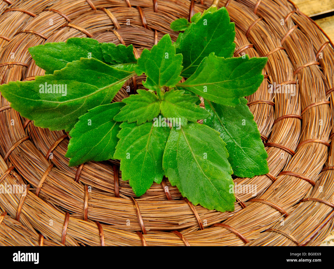 Pogostemon cablin Blanco (Patchouli), utilizzato in medicina di erbe per il trattamento di ulcere, tumori e nel profumo in India Foto Stock