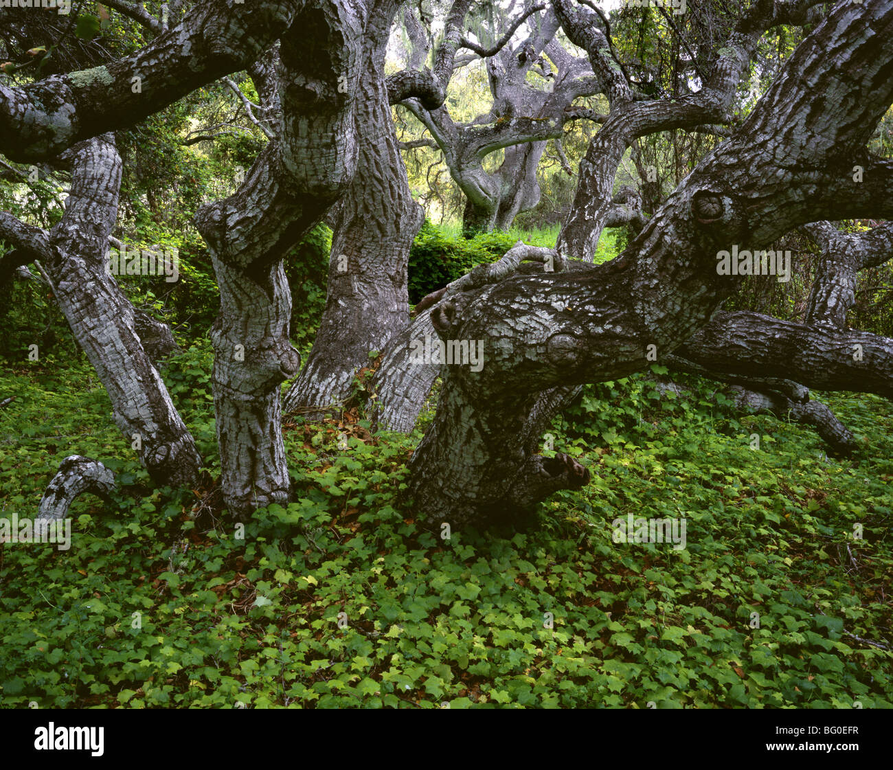 CALIFORNIA - Foresta e alberi di quercia a Los Osos Querce Riserva di Stato . Foto Stock
