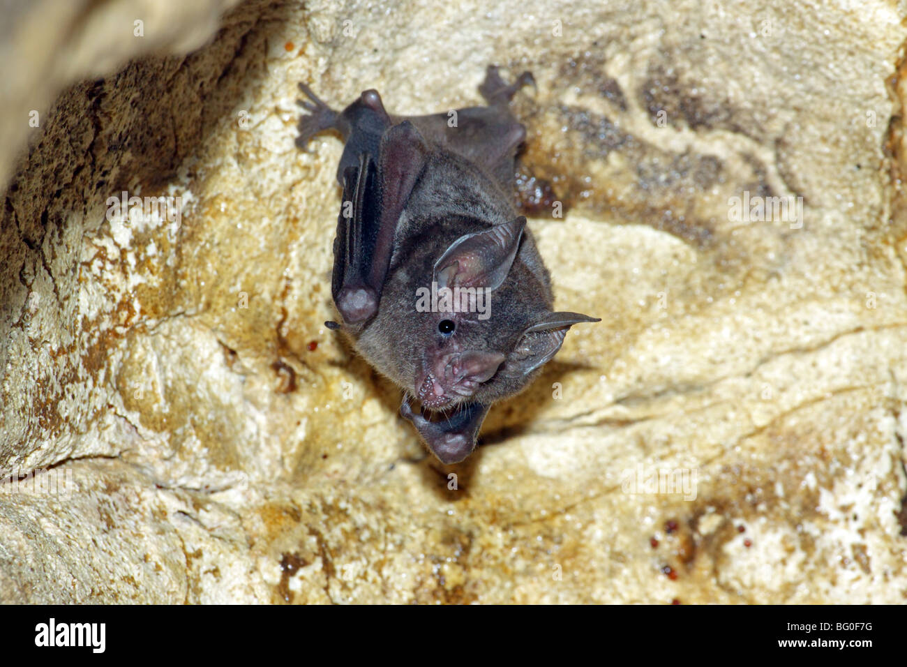 Corto-tailed frutto Bat Foto Stock