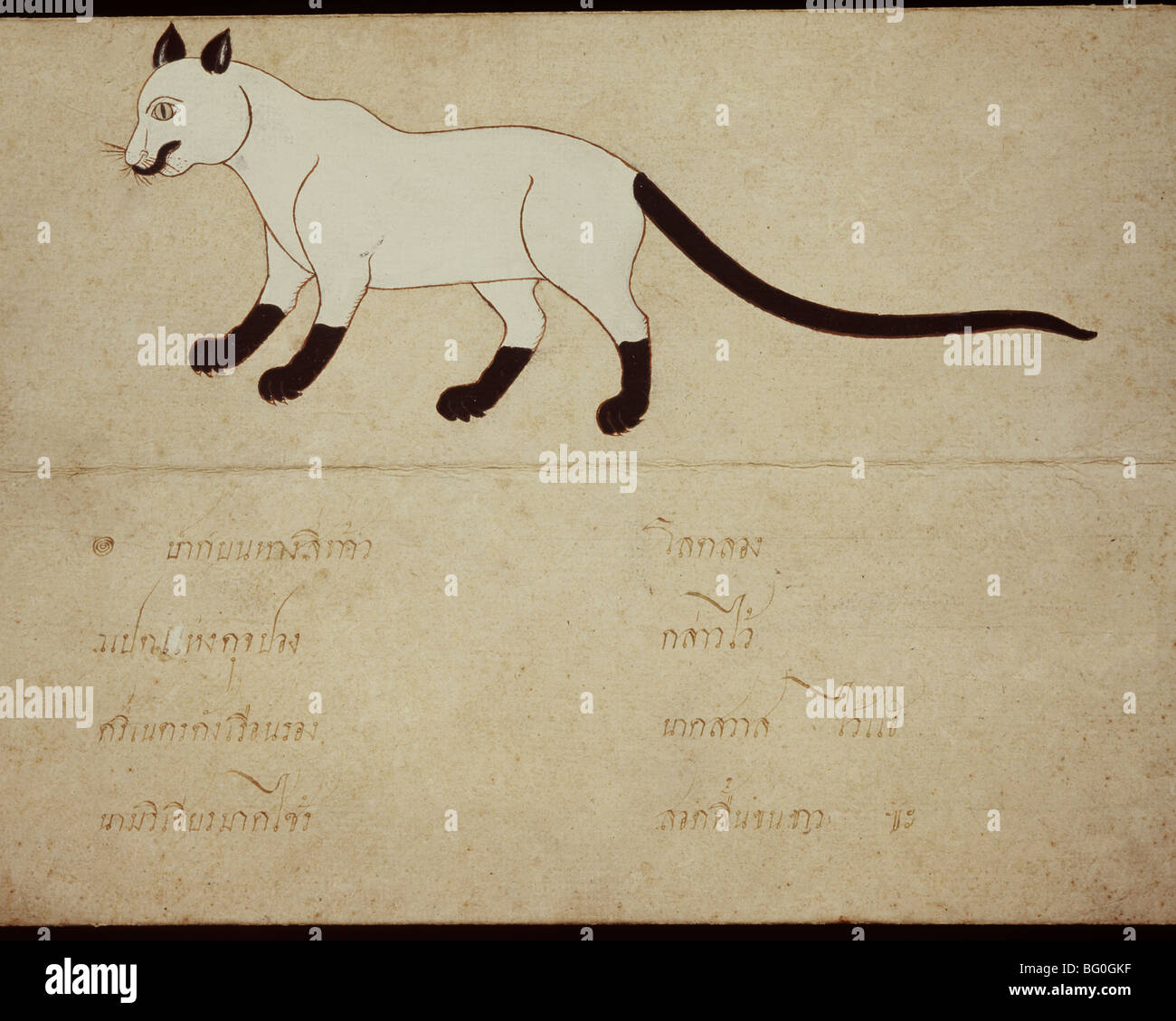 Manoscritto thailandese sui gatti siamesi, risalente a circa il 1920, Thailandia, Sud-est asiatico, in Asia Foto Stock