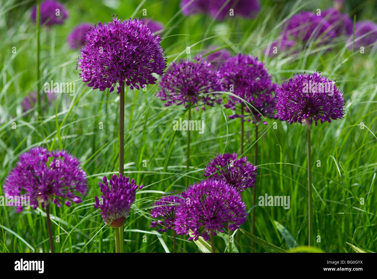 ALLIUM HOLLANDICUM SENSAZIONE DI COLORE VIOLA Foto Stock