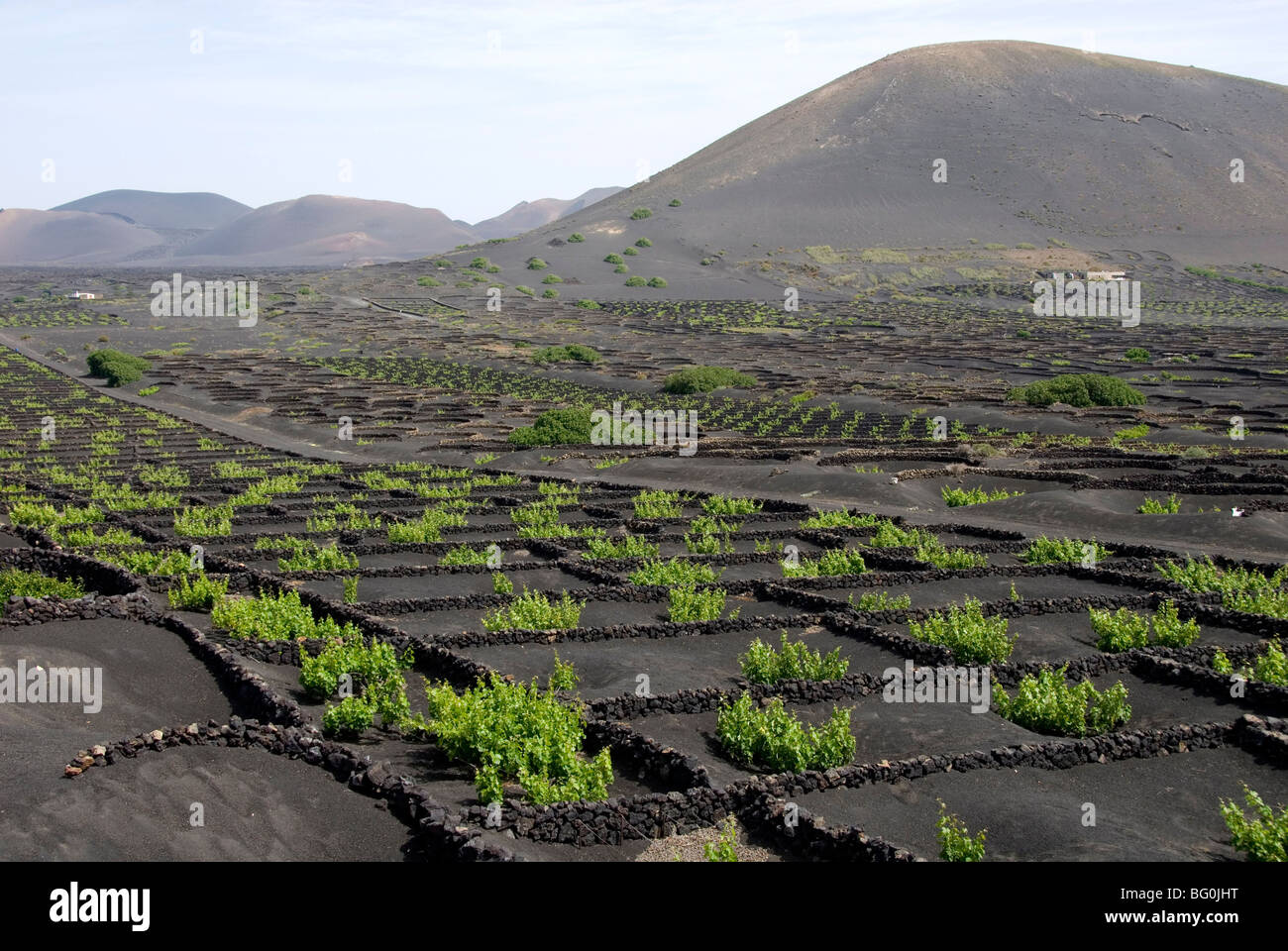 I vigneti di La Geria sulle ceneri vulcaniche di 1730s eruzioni, Lanzarote, Isole Canarie, Spagna, Europa Foto Stock