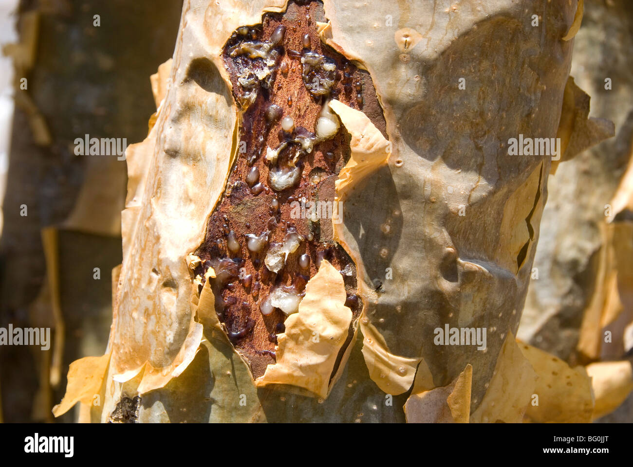 Incenso, la resina che fuoriesce in un taglio nella struttura ad albero di corteccia, Dhofar montagne, Salalah, southern Oman, Medio Oriente Foto Stock