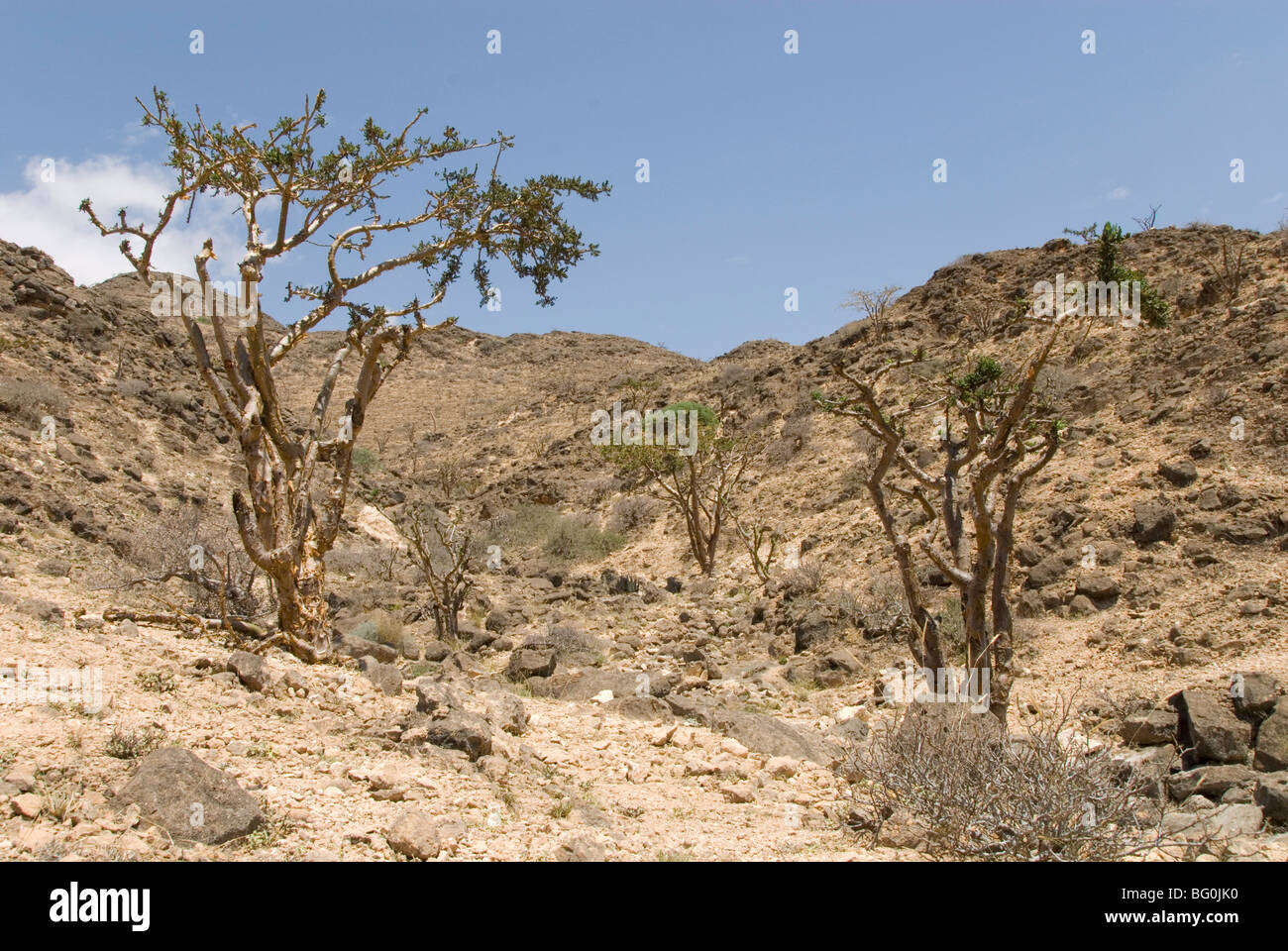 Incenso alberi che crescono spontaneamente sulle colline calcaree, Dhofar montagne, Salalah, southern Oman, Medio Oriente Foto Stock