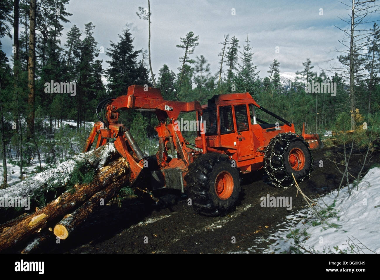Accedere trascinatronchi con tronchi dalla foresta Foto Stock