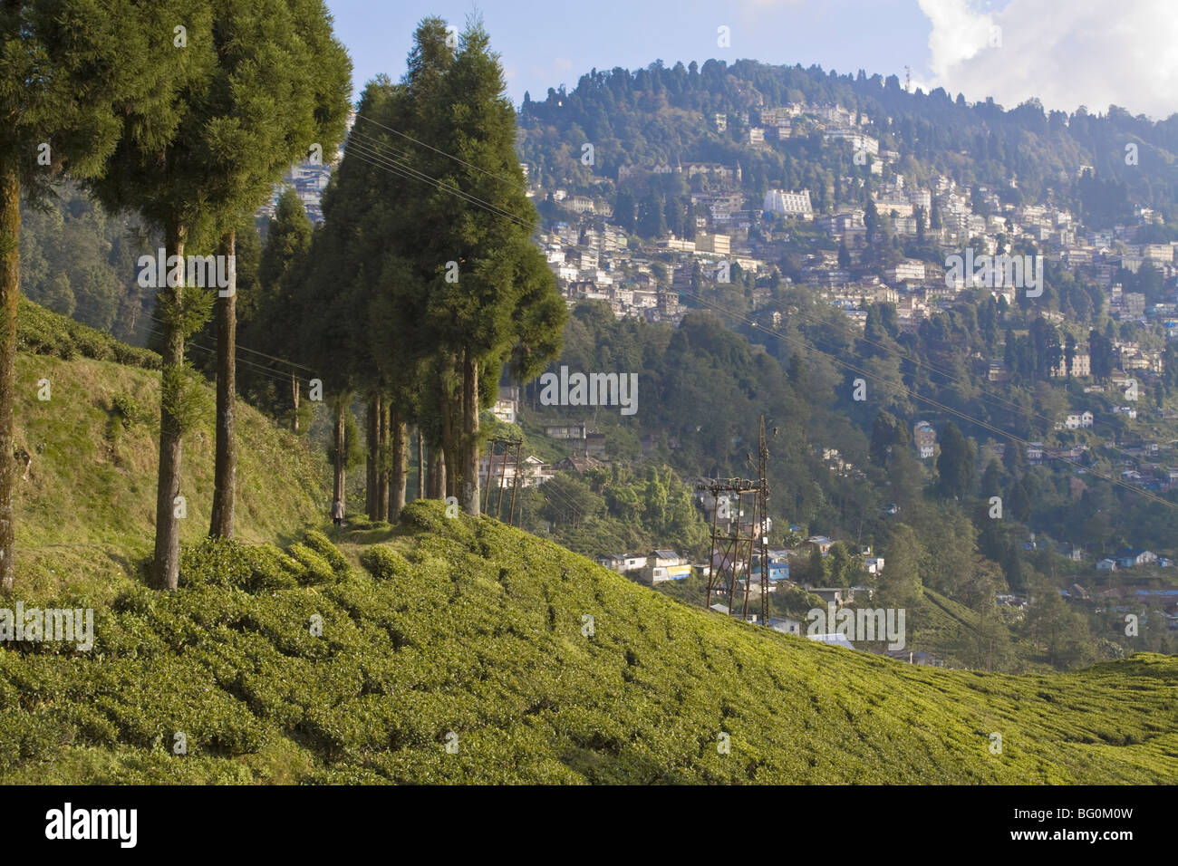 Happy Valley di piantagione di tè, Darjeeling, West Bengal, India, Asia Foto Stock