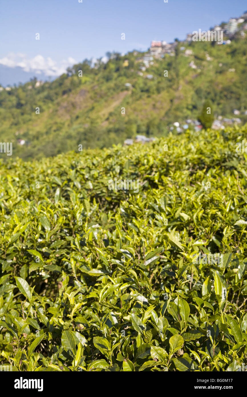 Happy Valley di piantagione di tè, Darjeeling, West Bengal, India, Asia Foto Stock