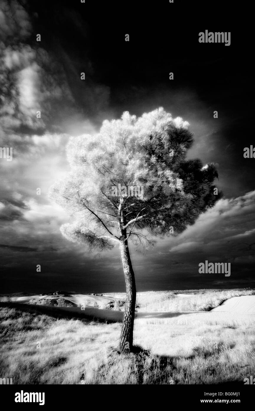 Infra Rosso immagine di un albero contro il buio del cielo della sera, nelle vicinanze di Pienza, Toscana, Italia, Europa Foto Stock