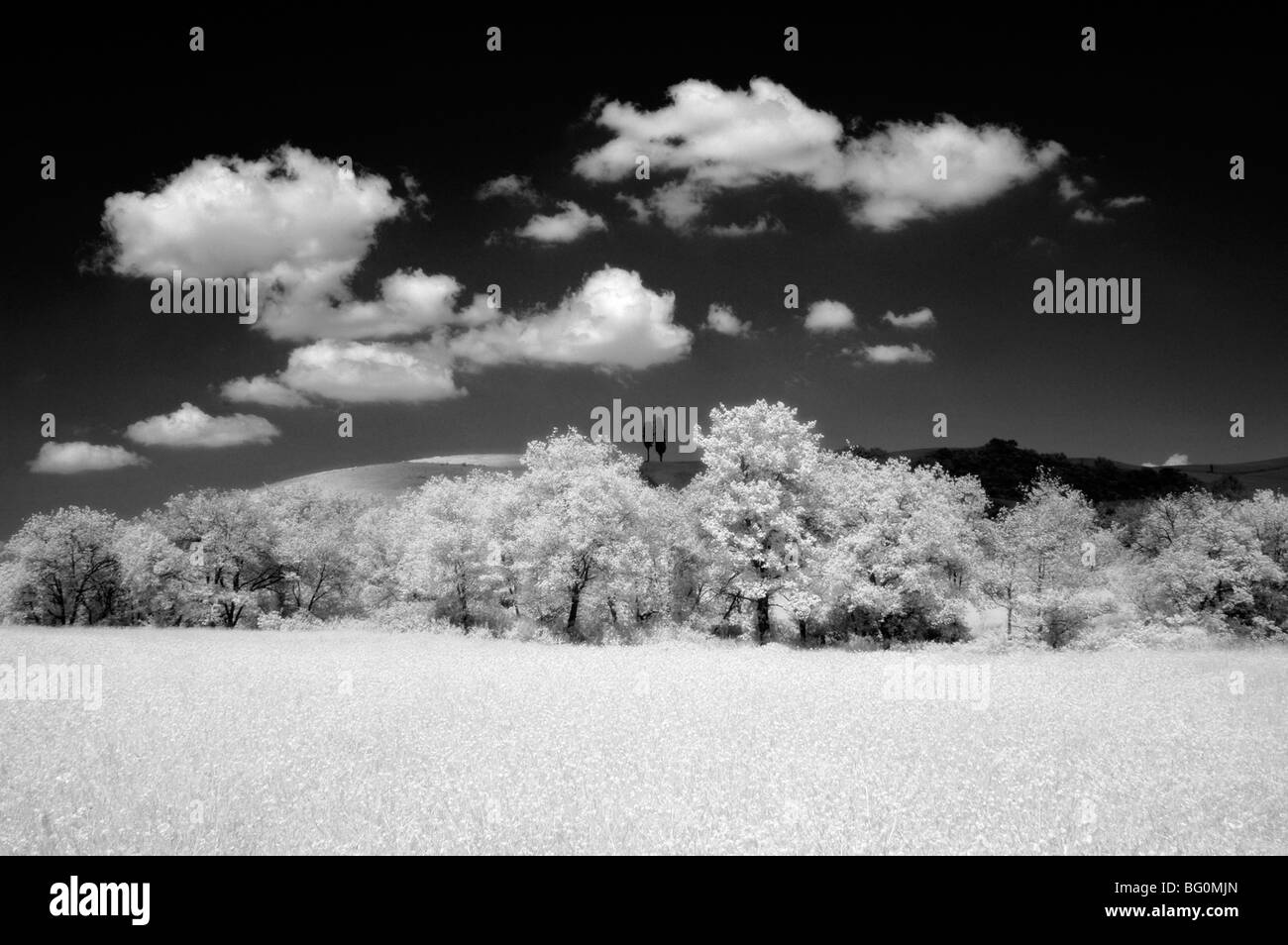 Infra Rosso immagine di due cipressi sulla collina sopra i campi, nelle vicinanze di Pienza, Toscana, Italia, Europa Foto Stock