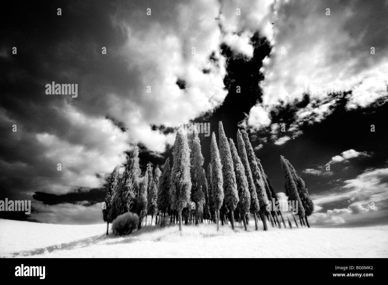 Immagine a infrarossi di un gruppo di cipressi vicino a San Quirico d'Orcia, Toscana, Italia, Europa Foto Stock