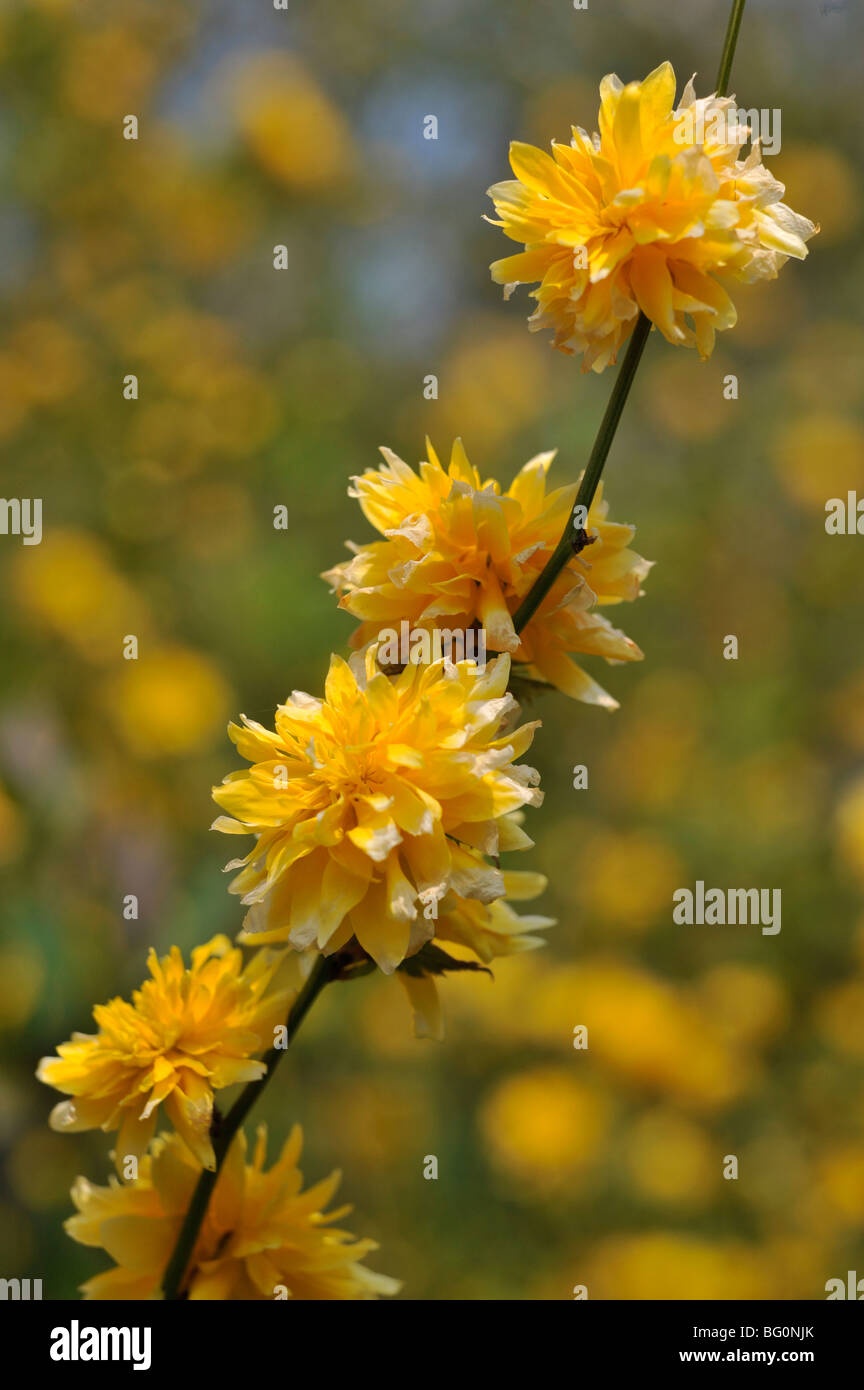 Gli ebrei malva (kerria japonica} Foto Stock