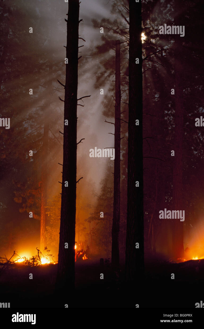 Moonbeams formata in fumo dal fuoco prescritto in Ponderosa Pine Forest Foto Stock