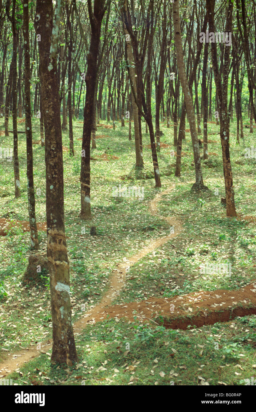 Alberi della gomma, nello stato di Karnataka, India, Asia Foto Stock