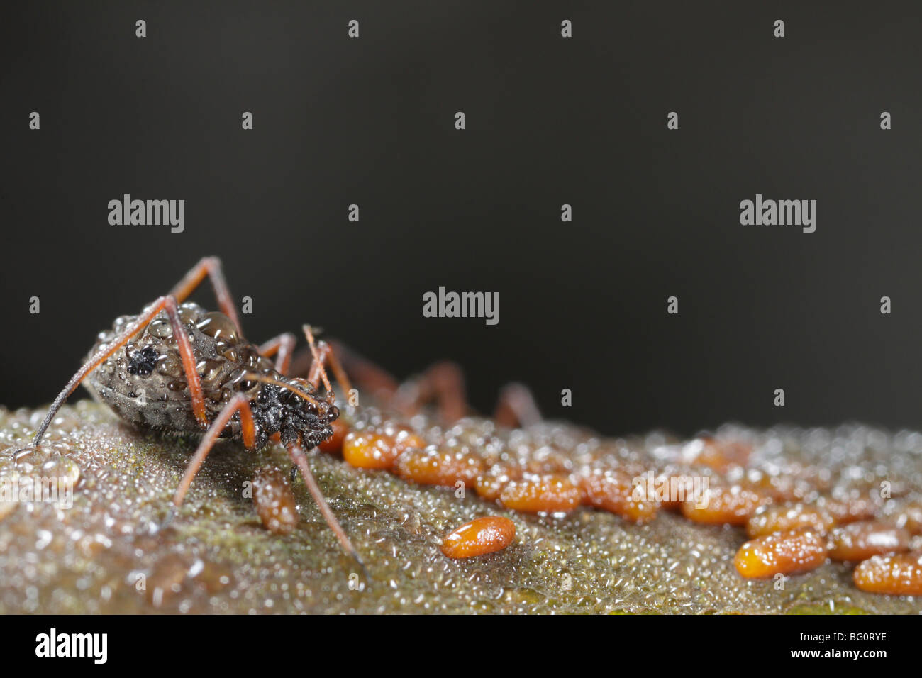 Afidi (Lachnus roboris) su una quercia. Essi hanno deposto le uova e vengono sorvegliati e munte da formiche (Lasius niger). La rugiada li copre Foto Stock
