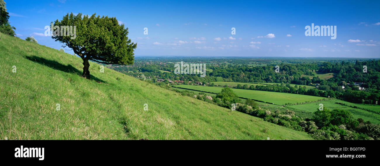 Estate vista verso sud con scatola albero dal Box Hill, North Downs, Surrey Hills, Surrey, England, Regno Unito, Europa Foto Stock