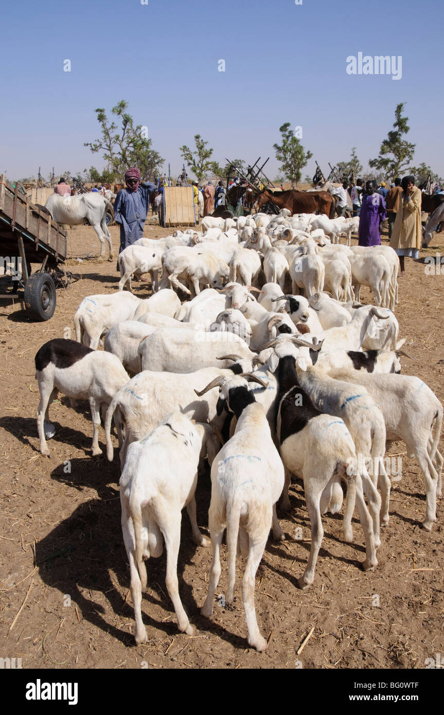 Mercato di animali a Ngueniene, nei pressi di Mbour, Senegal, Africa occidentale, Africa Foto Stock