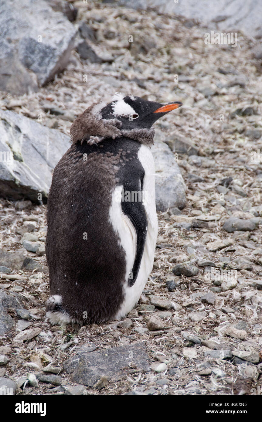 Moulting pinguino Gentoo, de Cuverville Island, Penisola Antartica, Antartide, regioni polari Foto Stock