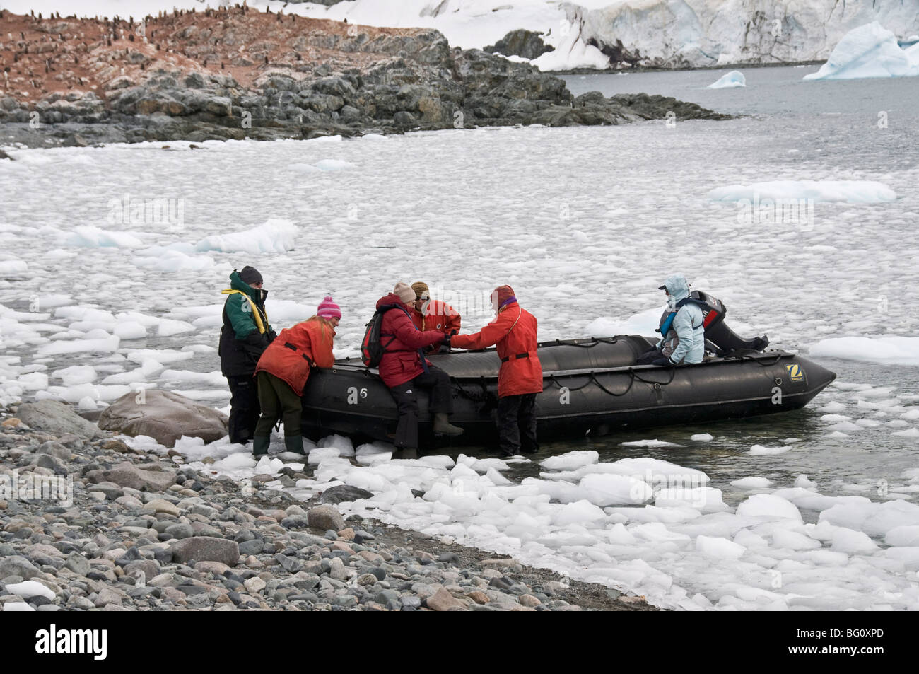 De Cuverville Island, Penisola Antartica, Antartide, regioni polari Foto Stock