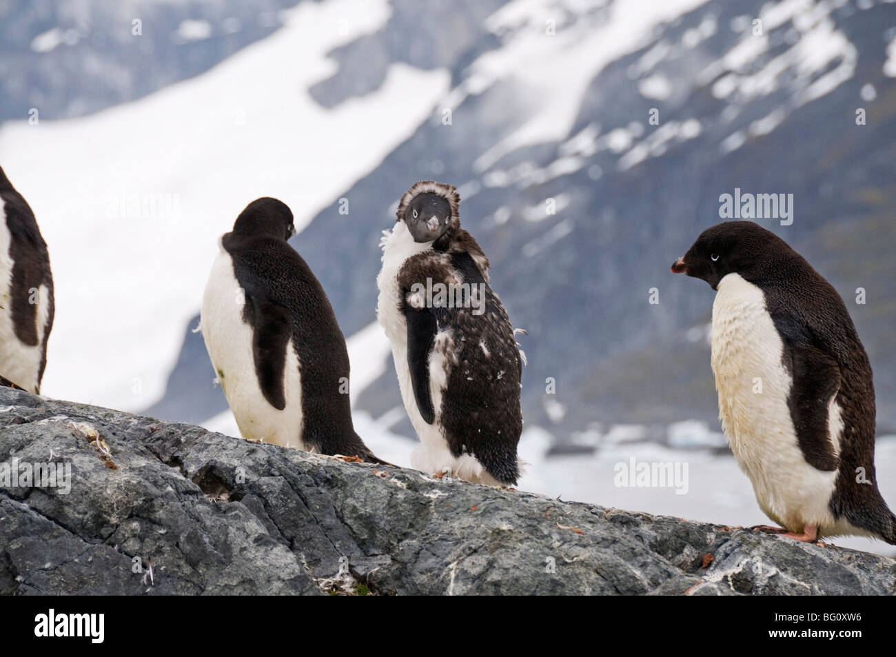 Adelie penguins moulting, Isola Yalour, Penisola Antartica, Antartide, regioni polari Foto Stock