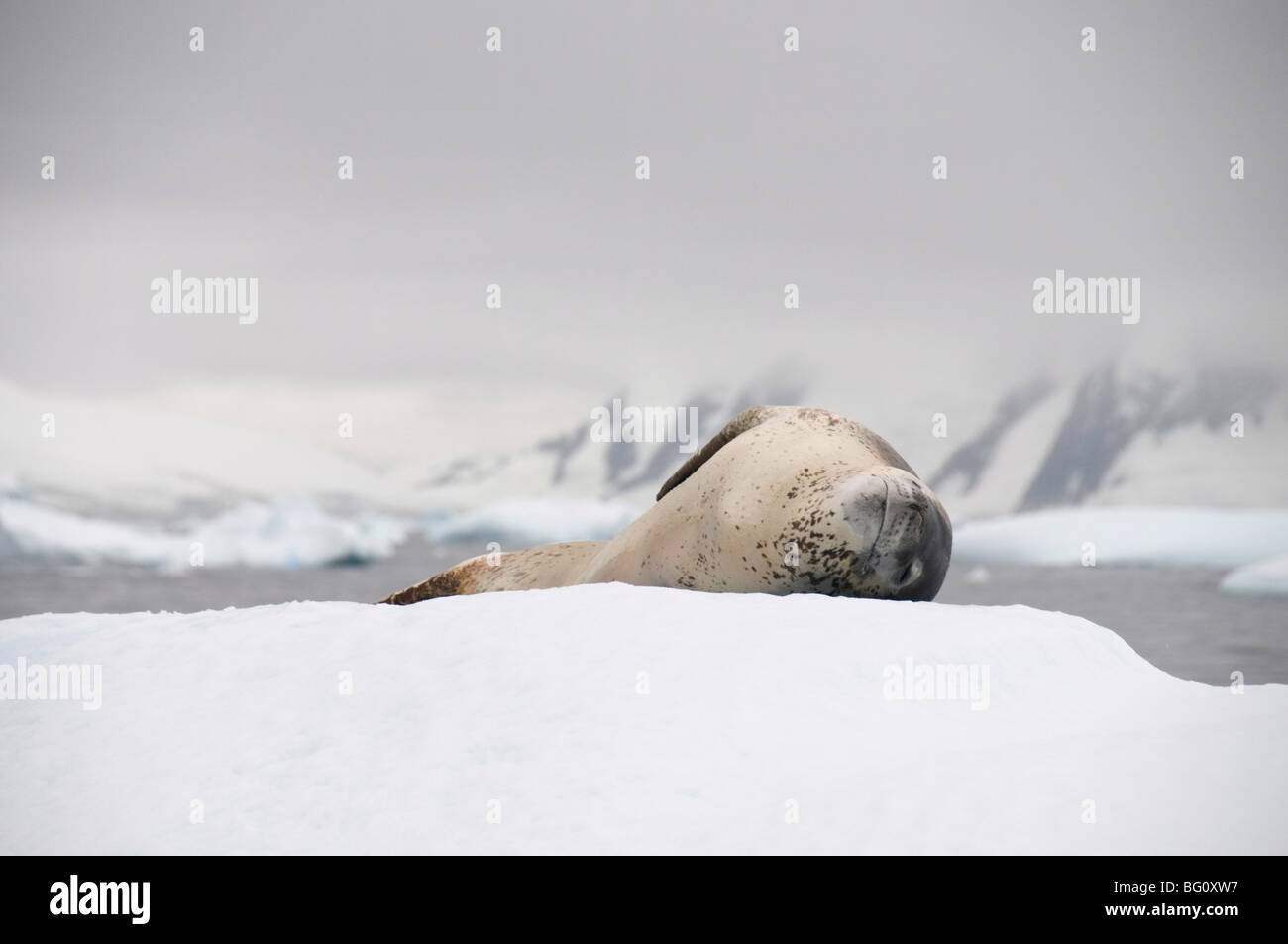 Leopard tenuta su ghiaccio, vicino Isola Yalour, Penisola Antartica, Antartide, regioni polari Foto Stock