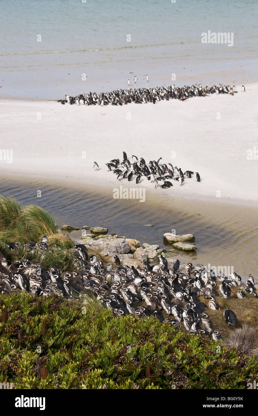 I pinguini di Magellano, Yorke Bay, Port Stanley nelle isole Falkland, Sud America Foto Stock