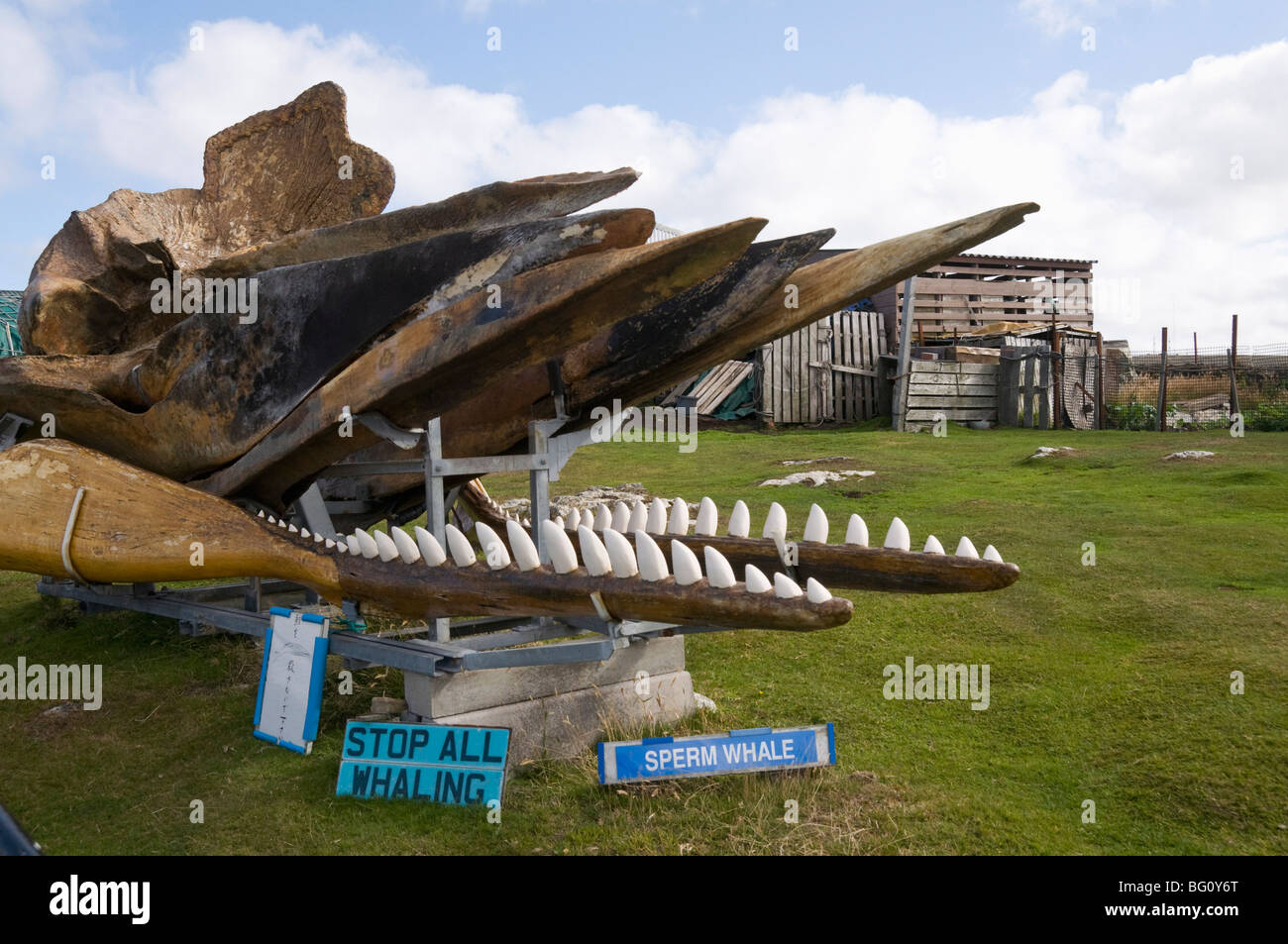 Scheletro di balena nel giardino privato, Port Stanley nelle isole Falkland, Sud America Foto Stock