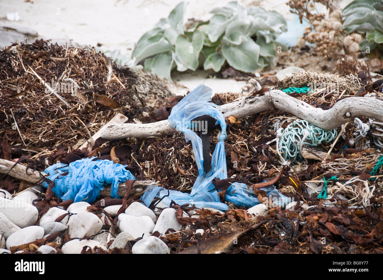 Plastica sulla spiaggia, Isola di carcassa, Isole Falkland, Sud America Foto Stock