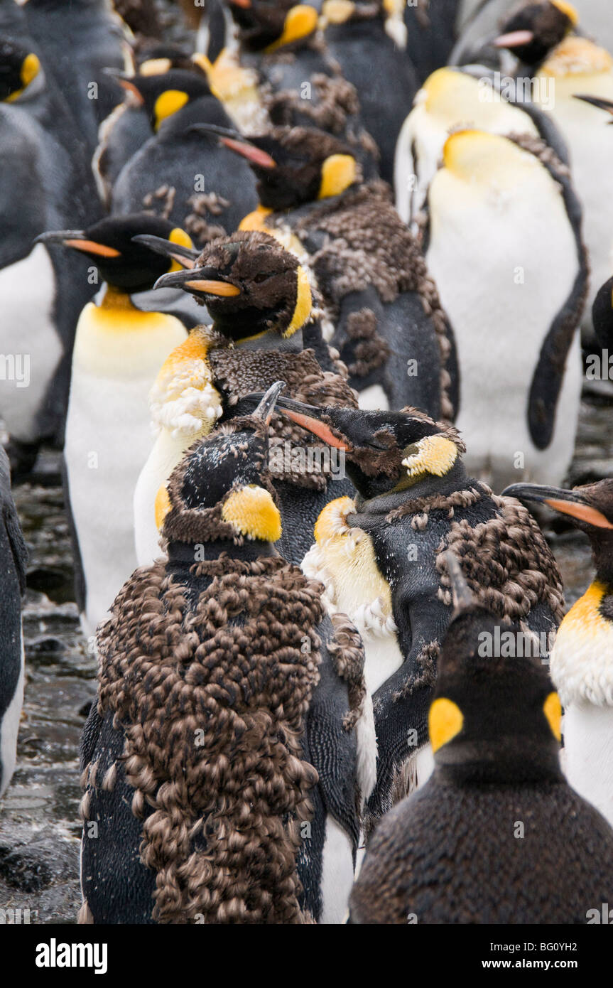 Il re dei pinguini, Salisbury Plain, Georgia del Sud Atlantico Foto Stock