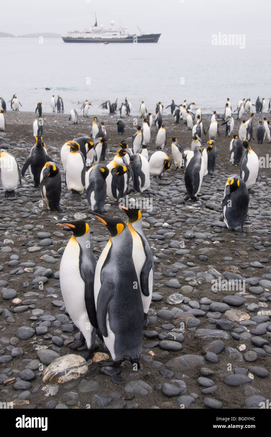 Il re dei pinguini, Salisbury Plain, Georgia del Sud Atlantico Foto Stock