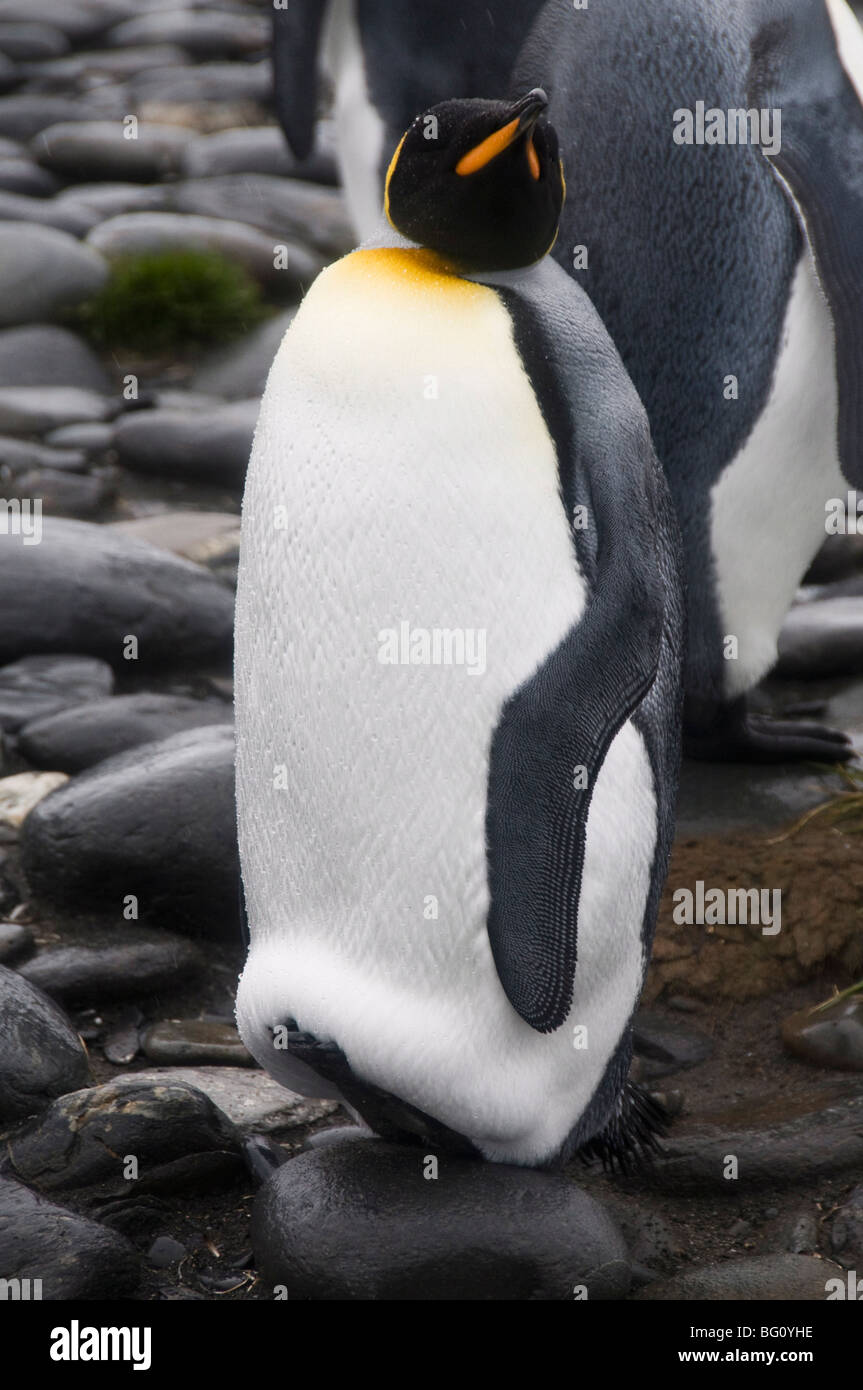 Re pinguino, Salisbury Plain, Georgia del Sud Atlantico Foto Stock