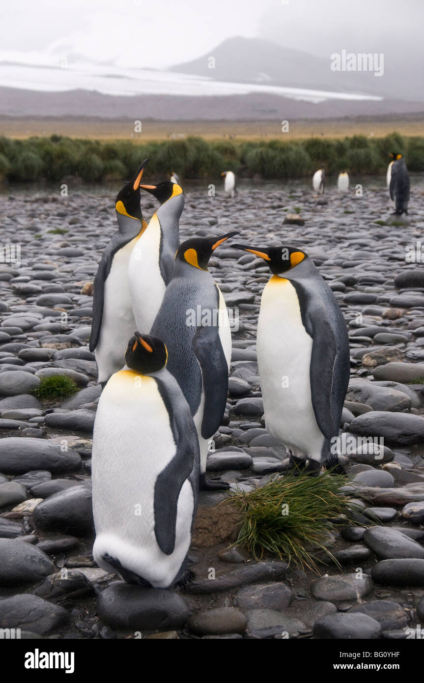 Il re dei pinguini, Salisbury Plain, Georgia del Sud Atlantico Foto Stock