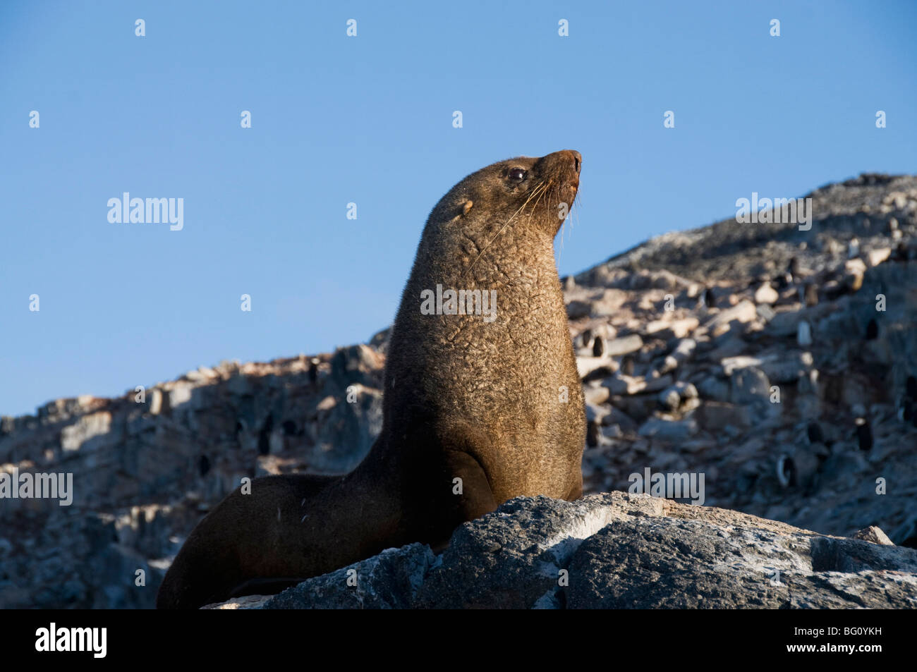 Pelliccia sigillo, Gourdin Isola, Penisola Antartica, Antartide, regioni polari Foto Stock