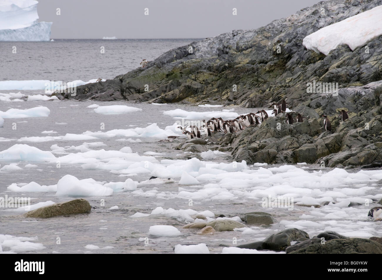 Gentoo penguin, de Cuverville Island, Penisola Antartica, Antartide, regioni polari Foto Stock