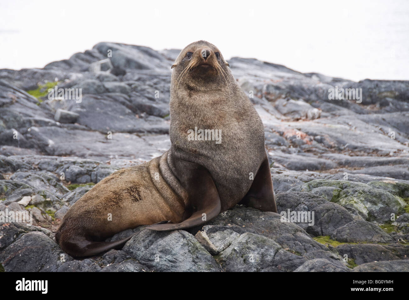 Pelliccia sigillo, Isola Yalour, Penisola Antartica, Antartide, regioni polari Foto Stock