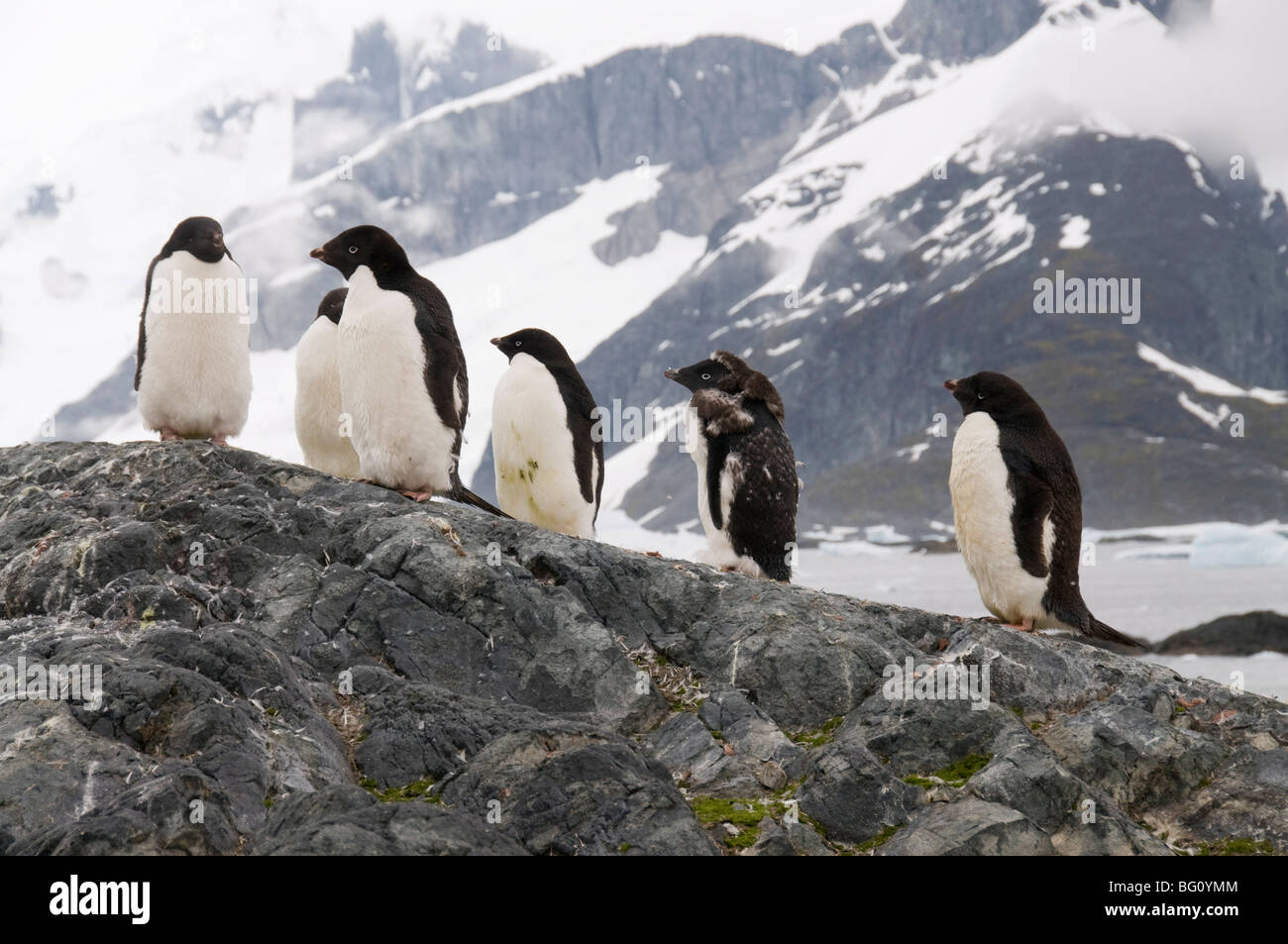Adelie penguins moulting, Isola Yalour, Penisola Antartica, Antartide, regioni polari Foto Stock