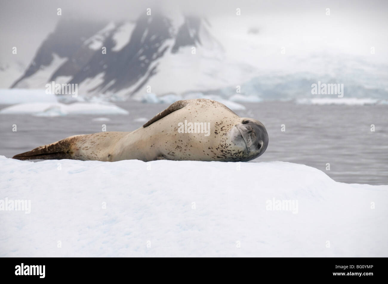 Leopard tenuta su ghiaccio, vicino Isola Yalour, Penisola Antartica, Antartide, regioni polari Foto Stock