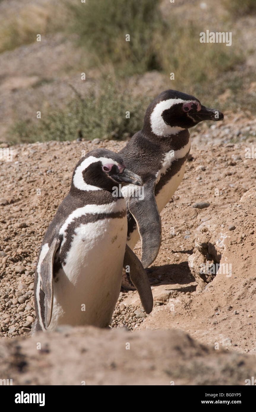 I pinguini di Magellano, Punta Cantor, Penisola di Valdes, Patagonia, Argentina, Sud America Foto Stock