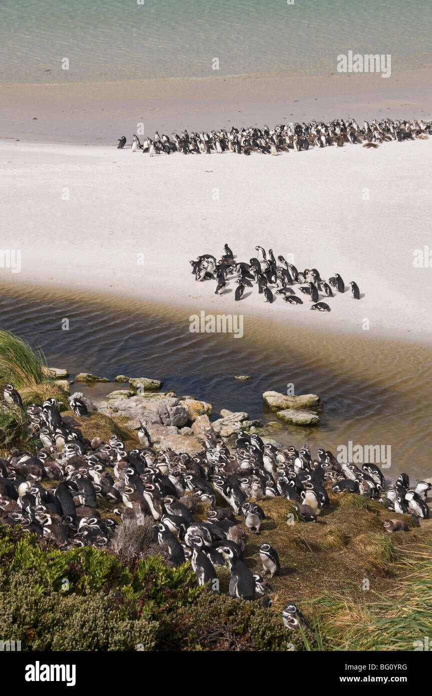 I pinguini di Magellano, Yorke Bay, Port Stanley nelle isole Falkland, Sud America Foto Stock