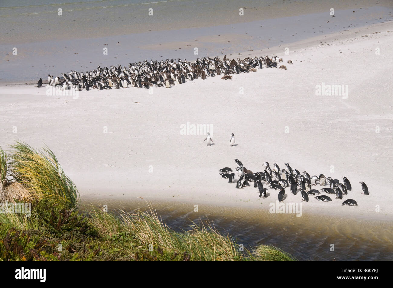 I pinguini di Magellano, Yorke Bay, Port Stanley nelle isole Falkland, Sud America Foto Stock