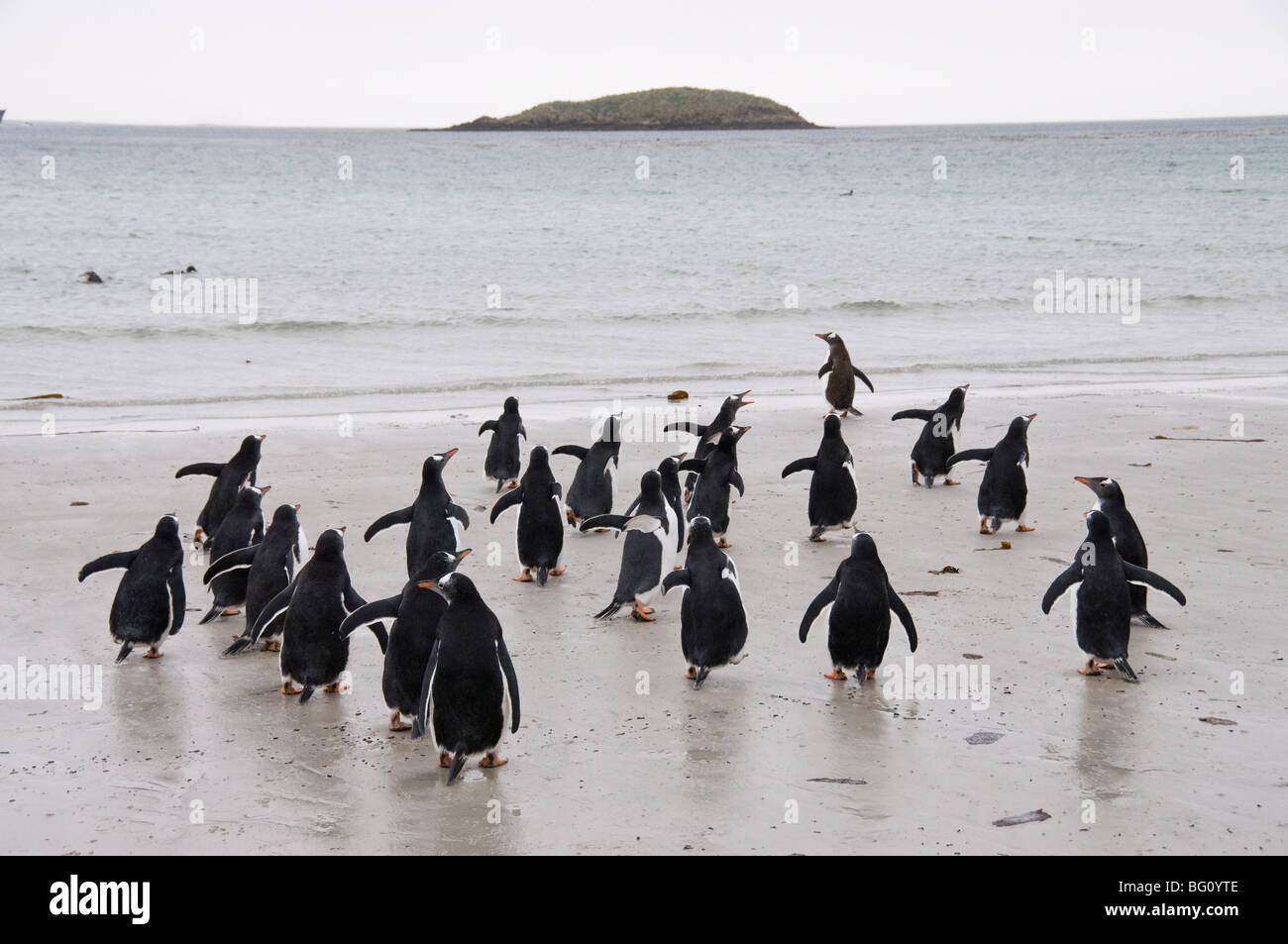 I pinguini di Gentoo, Isola di carcassa, Isole Falkland, Sud America Foto Stock