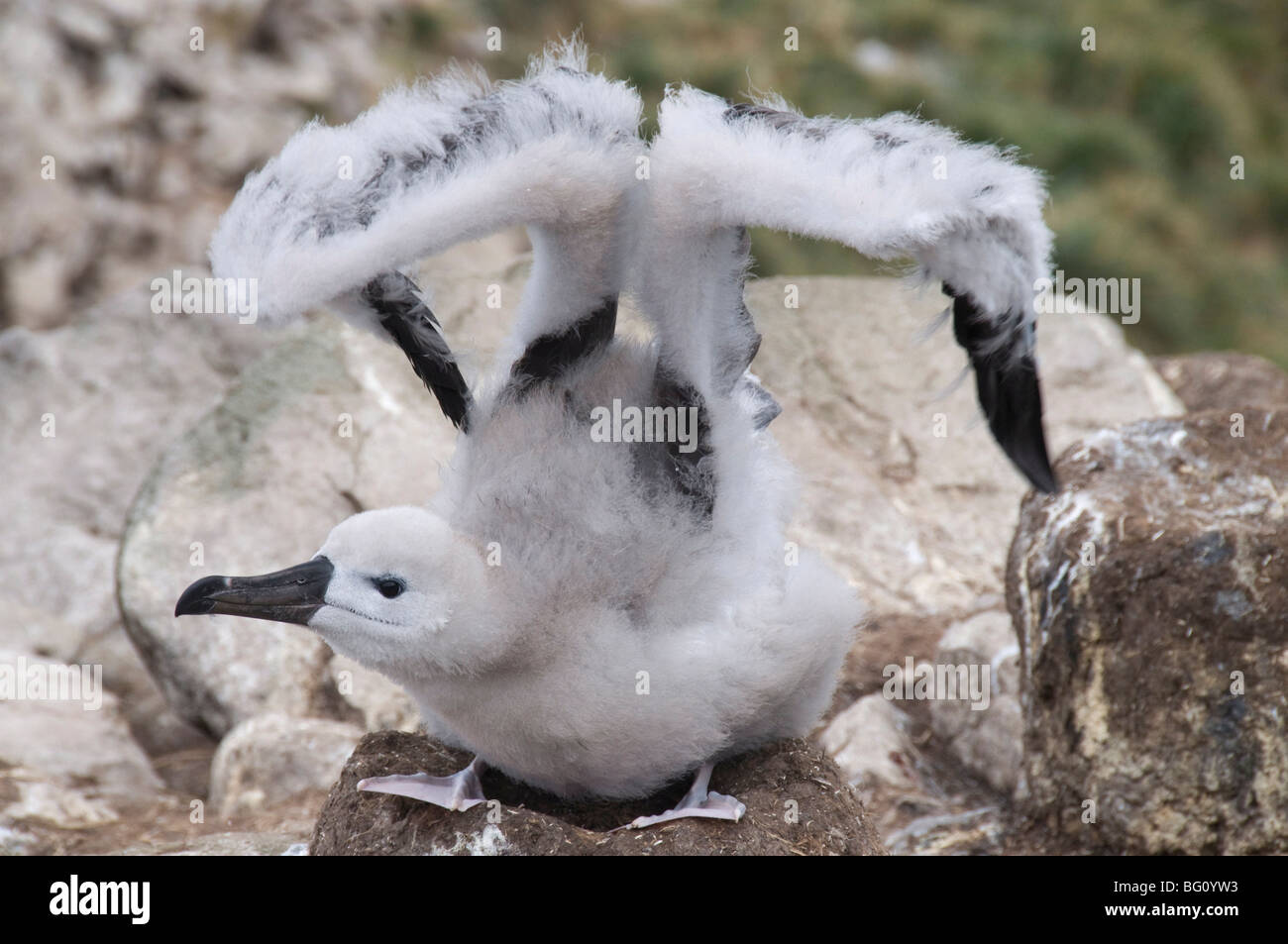 Nero browed albatross pulcino, West Point Island, Isole Falkland, Sud America Foto Stock